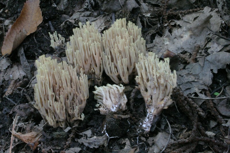 funghi a gennaio